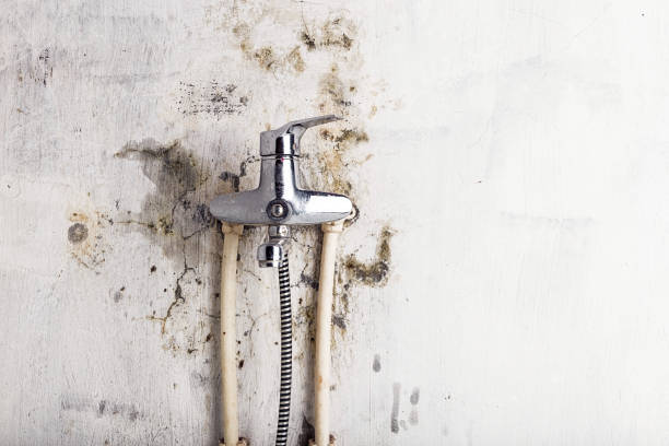 Best Residential Mold Removal  in Carpentersvle, IL