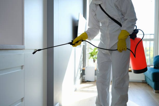 Best Certified Mold Removal  in Carpentersvle, IL
