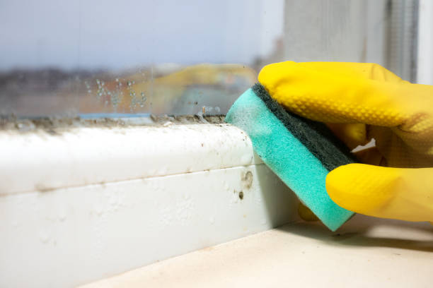 Best Emergency Mold Removal  in Carpentersvle, IL