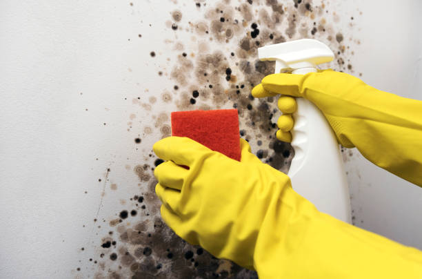 Trusted Carpentersville, IL Mold Removal Experts