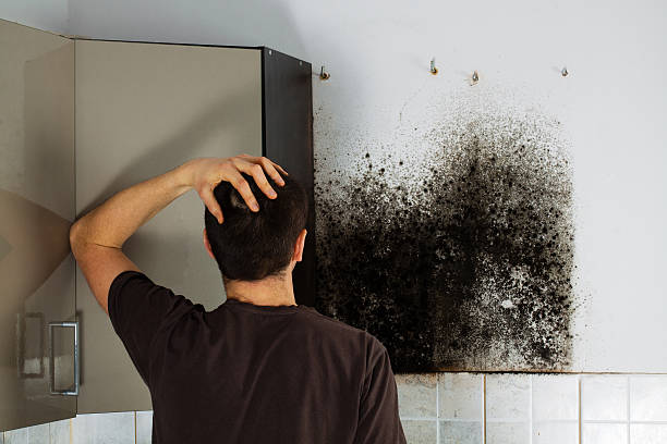 Home Mold Removal in Carpentersville, IL